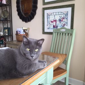 Meet your Posher, Bonnie